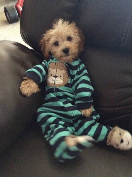 Daily Picdump Daily Picdump
