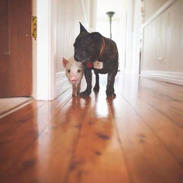 This Cute Little Piggy Thinks She Is A Dog