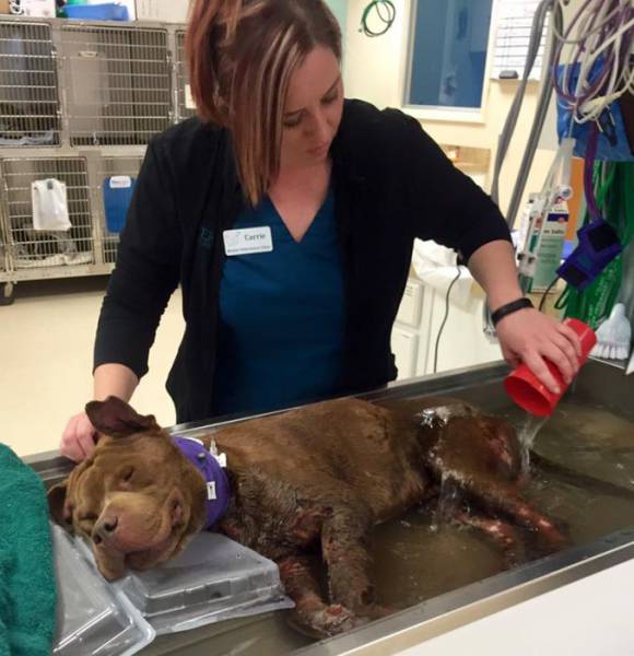 Injured And Abandoned Fighting Pit Bull Is On His Way To Recovery