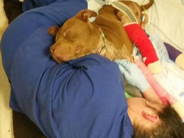 Injured And Abandoned Fighting Pit Bull Is On His Way To Recovery