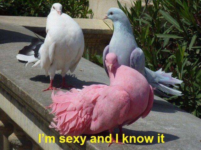 Daily Picdump Daily Picdump