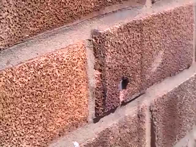 Impressive Footage Of A Solitary Mason Bee Pulling Out A Nail Of A Hole In The Wall