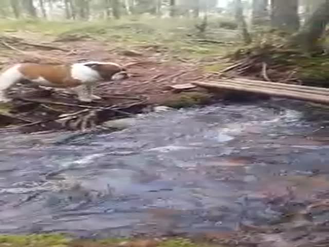 Doggy Has A Hard Time Crossing This Massive River