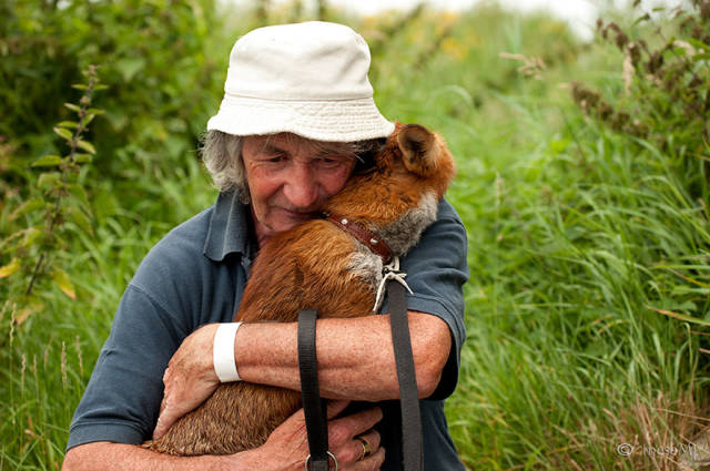 Man Nurses Two Foxes Back To Health And Now The Three Of Them Form A Pack