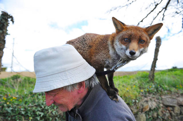 Man Nurses Two Foxes Back To Health And Now The Three Of Them Form A Pack