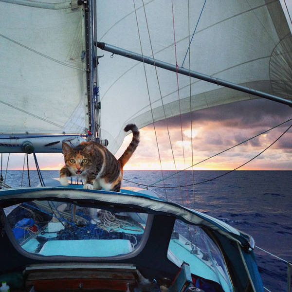 Woman Quit Her Job And Went Sailing Around The Globe With Her Rescue Kitty
