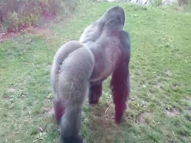 This Gorilla Reminds Everyone That It Is Not Safe To Mess With Them