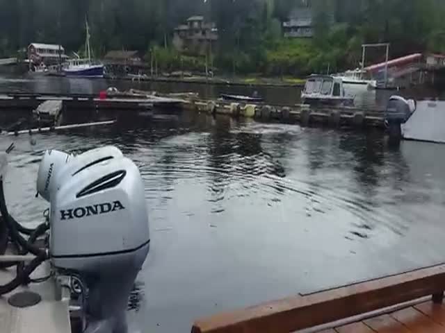 Huge Whale Caught On Camera Having A Snack In Ketchikan, Alaska