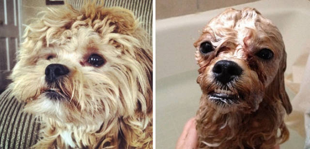 Animals Looking Funny After A Bath