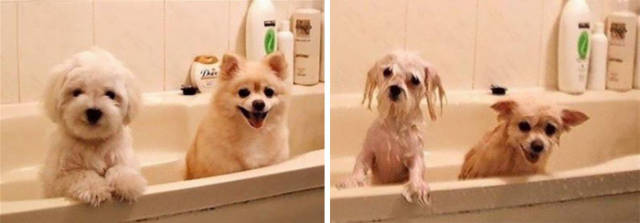 Animals Looking Funny After A Bath