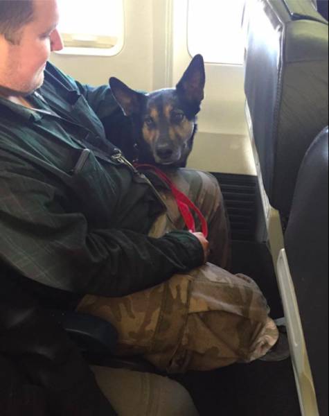 Pet Were Allowed To Be On A Plane