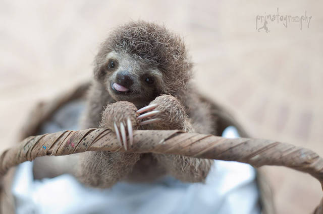 There Is Sloth Institute In Costa Rica That Takes Care Of Orphaned Sloths