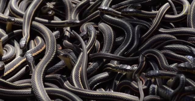 This Large Gathering Of Snakes Is Not A Sight For The Faint-Hearted