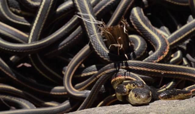 This Large Gathering Of Snakes Is Not A Sight For The Faint-Hearted