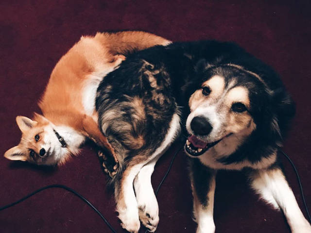 A Pet Fox And A Dog Are Best Buds Forever