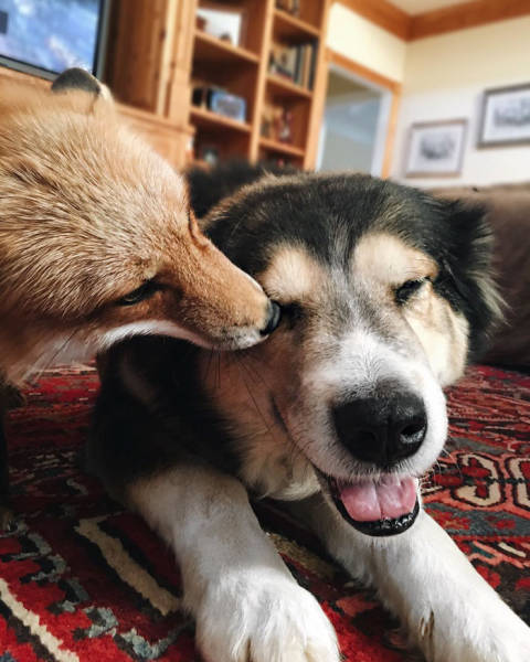 A Pet Fox And A Dog Are Best Buds Forever