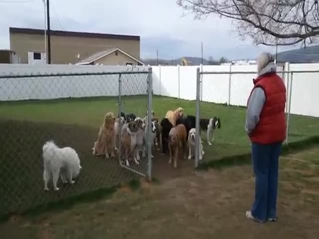What It Looks Like When Dogs Are Well Trained
