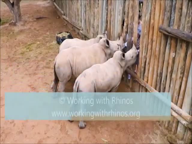 When Milk Runs Out Baby Rhinos Let It Know This Way