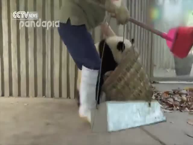Pandas Don't Let The Staff Clean Their House By Playing And Creating A Mess