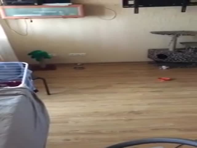 Owner Left Her Cat Home Alone For 15 Minutes And Came Back To This