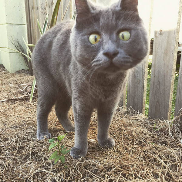 This Funny Kitty Looks Always Surprised