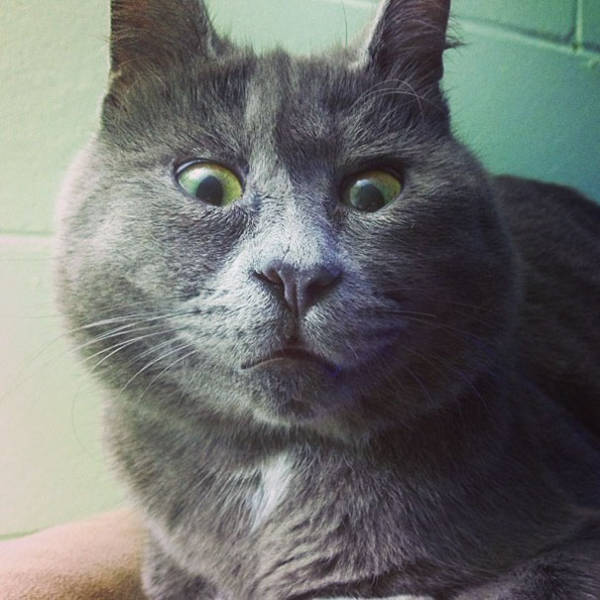This Funny Kitty Looks Always Surprised