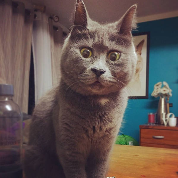 This Funny Kitty Looks Always Surprised