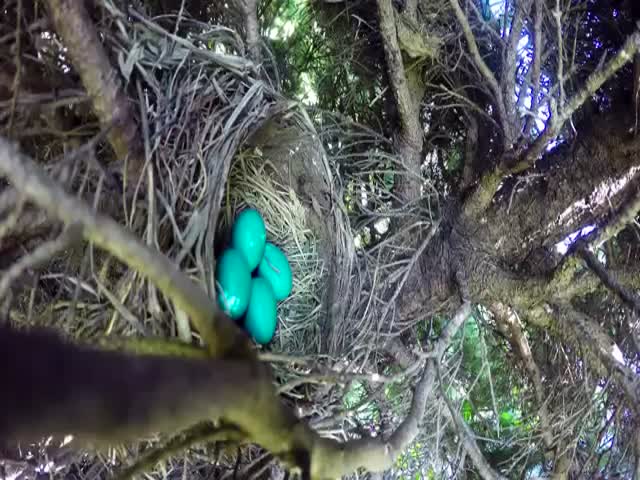 A Frightening Visitor Gets Caught On Camera Installed In A Bird’s Nest