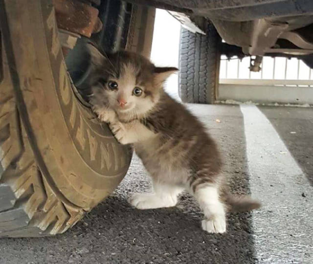 Could You Say No To This Kitty If You Found Her On The Street?