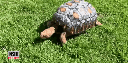 First Ever 3D Printed Shell For A Tortoise