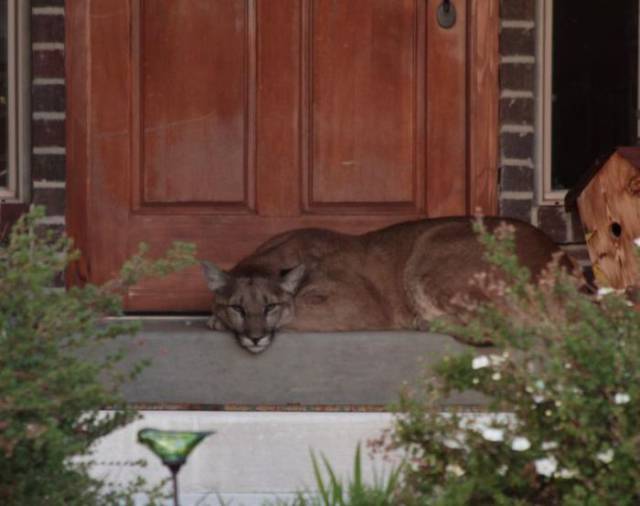 A Cougar Decided To Take A Nap On The Front Door Steps