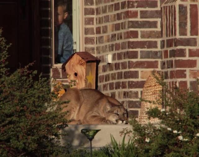 A Cougar Decided To Take A Nap On The Front Door Steps
