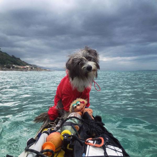 Man Kayaking The Sea With A Dog He Found On The Way