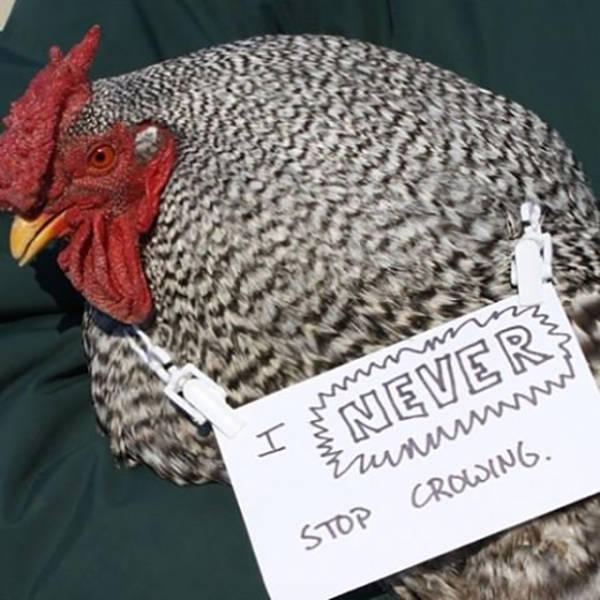 After Dog Shaming, Here Comes Chicken Shaming