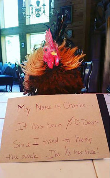 After Dog Shaming, Here Comes Chicken Shaming