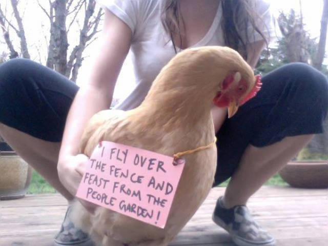 After Dog Shaming, Here Comes Chicken Shaming