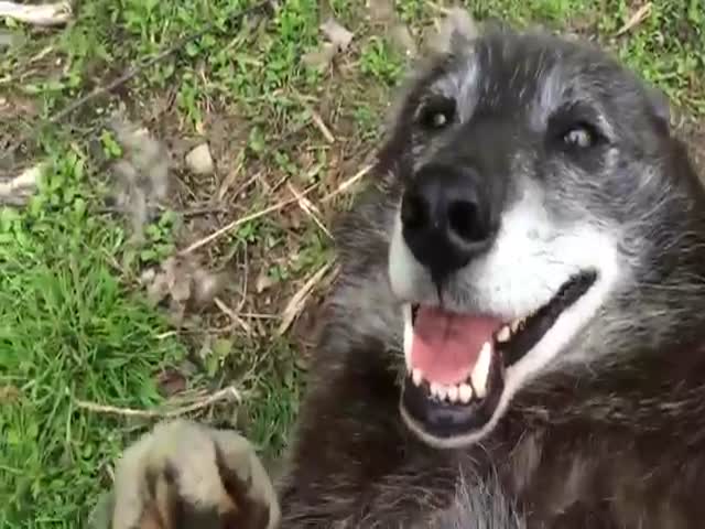 This Is One Happy Wolf