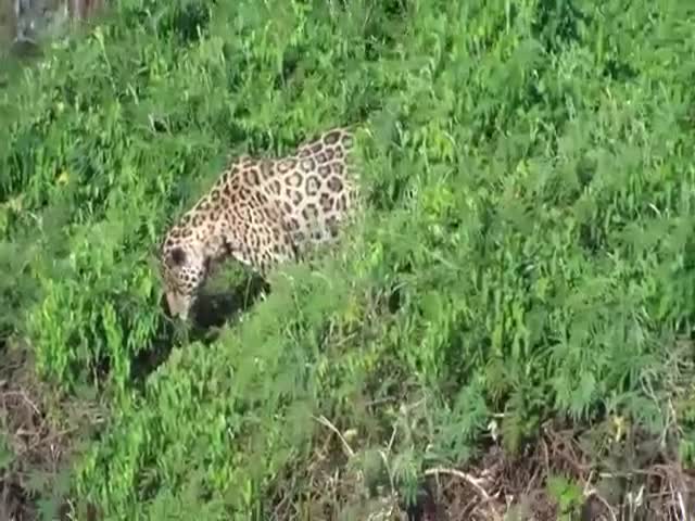 When Jaguars Go Fishing They Can End Up With A Catch Like This
