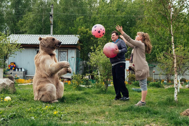 136 Kg Bear Lives In A Russian Family As A Pet