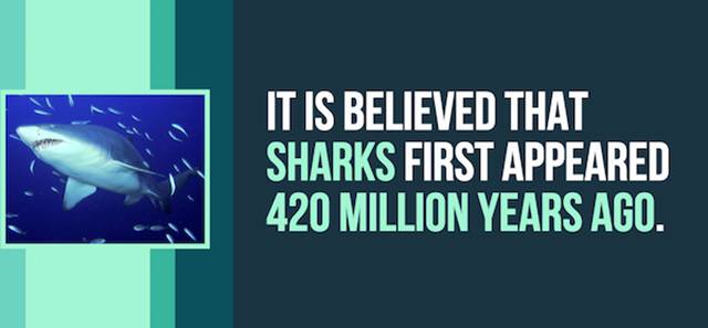 A Few Random And Curious Facts About Sharks