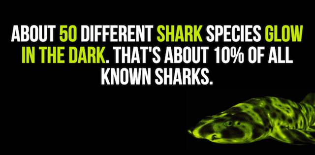 A Few Random And Curious Facts About Sharks