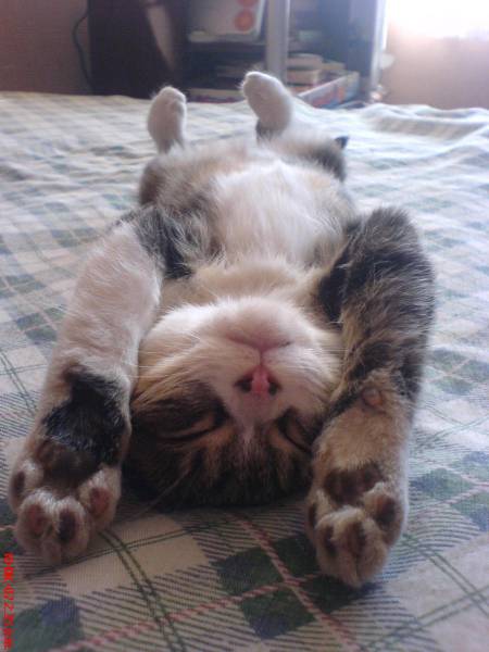 Amusing Collection For All Cat Lovers Out There (100 pics) - Izismile.com