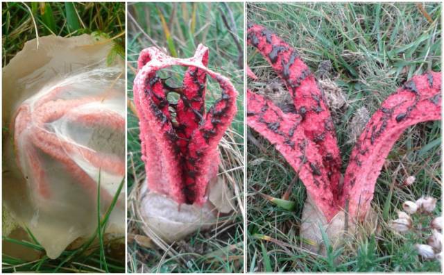 This Australian Fungus Comes Directly Out Of Your Nightmares
