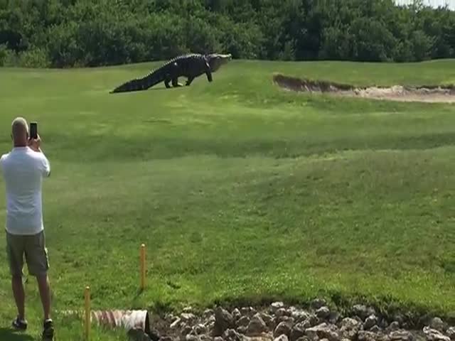 Giant Gator On A Florida Golf Course Is A Scary But A Thrilling View