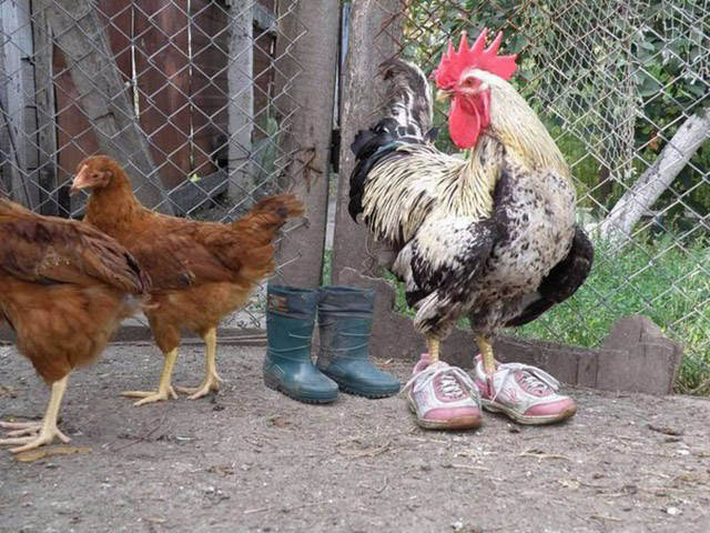 Funny Picdump