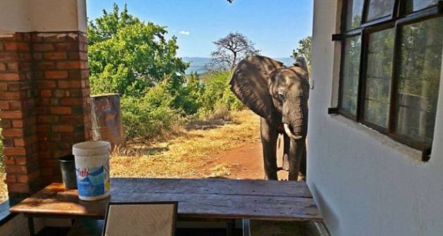 Wounded Elephant Escaped Poachers And Came To Look For A Rescue To A Safari Lodge