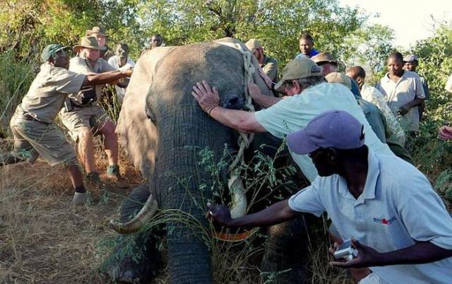 Wounded Elephant Escaped Poachers And Came To Look For A Rescue To A Safari Lodge
