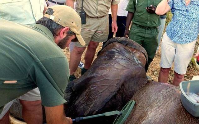 Wounded Elephant Escaped Poachers And Came To Look For A Rescue To A Safari Lodge