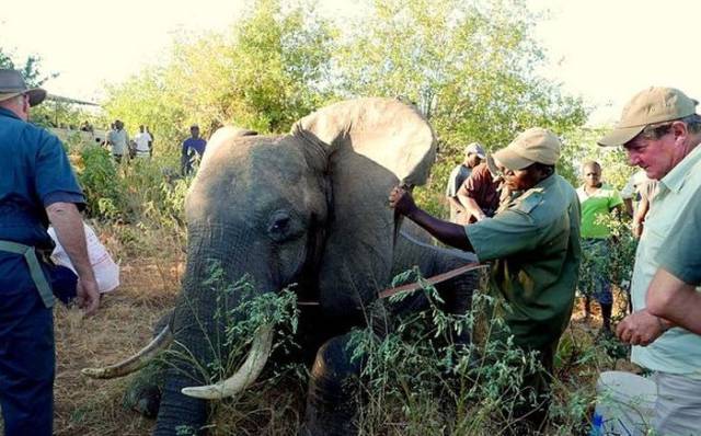 Wounded Elephant Escaped Poachers And Came To Look For A Rescue To A Safari Lodge