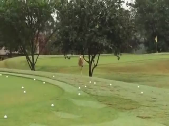 Birdie Just Wants To Play Golf Too